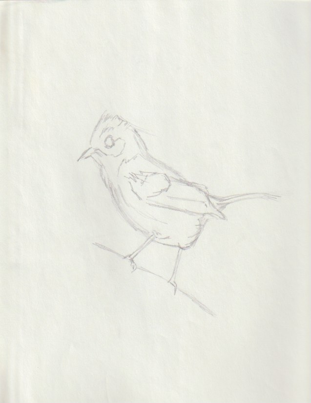 drawing of bird